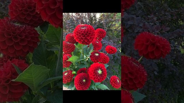 1000005147.mp4 смотреть онлайн