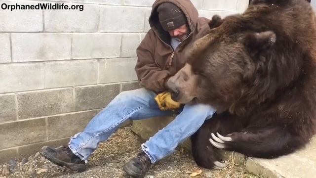 700-КИЛОГРАММОВЫЙ МЕДВЕДЬ СТАЛ ДРУГОМ ЧЕЛОВЕКУ смотреть онлайн