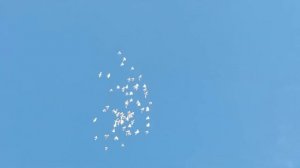 Голуби Венгрии Будапешты.