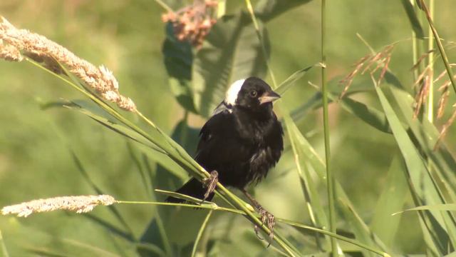 Это невероятно Потрясающие треки! Очень Красивая Мощная Музыка для души! Музыка Сергея Чекалина смотреть онлайн
