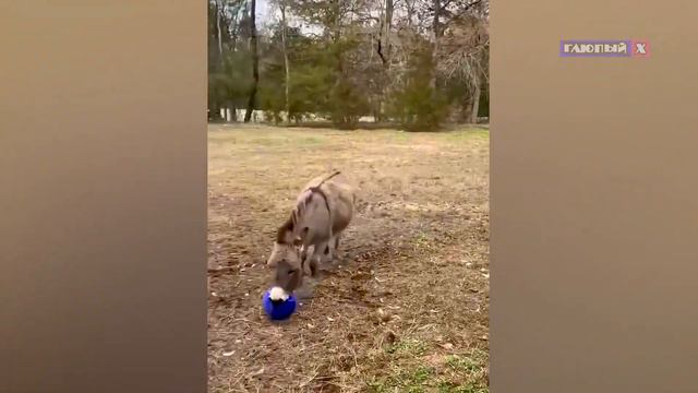 Смешное видео.Подборка смешных животных февраль🍕18. 🤣Смех продлевает💙! смотреть онлайн