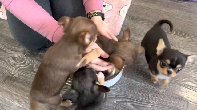 Мини ЧИХУАХУА. У нас можно купить щенка чихуахуа. Щенки чихуахуа в Москве с доставкой, chihuahua смотреть онлайн