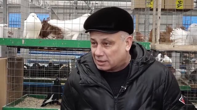 Весенняя съездная выставка-ярмарка голубей 16 и 17 марта 2019 смотреть онлайн