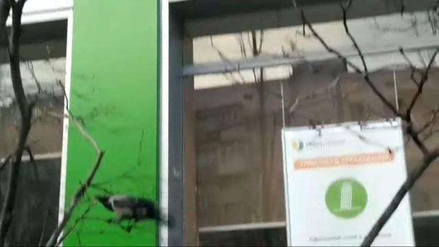 Ворона и ветка - противостояние упрямства) смотреть онлайн