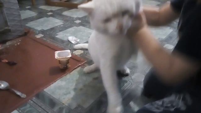 ООО кот смотреть онлайн