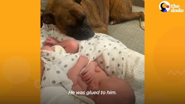 Baby Takes His First Steps Straight To His Dog | The Dodo смотреть онлайн