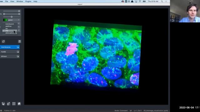 Multi-dimensional image visualization in Python using napari [NEUBIAS Academy@Home] webinar смотреть онлайн