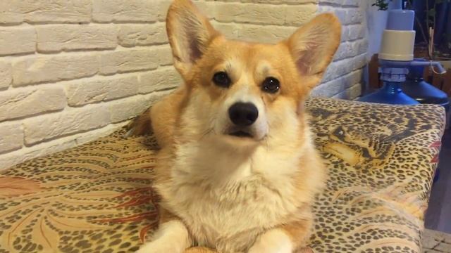 ВЕЛЬШ КОРГИ ПЕМБРОК - СМОТРЕТЬ ДО КОНЦА - PEMBROKE WELSH CORGI смотреть онлайн