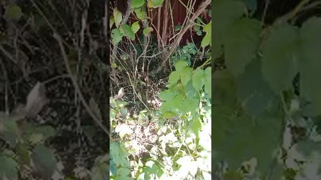 Как Растет И выглядит ХМЕЛЬ смотреть онлайн