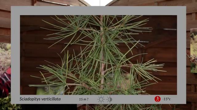 Découverte : le sciadopitys verticillata смотреть онлайн