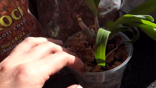 Пересадка Дендробиума смотреть онлайн