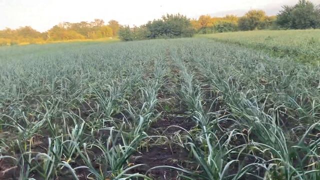 Удаление стрелок на чесноке смотреть онлайн