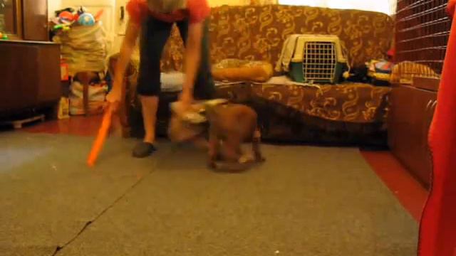 Malinois Draive iz Komandy Azart. 1,5 month old. смотреть онлайн