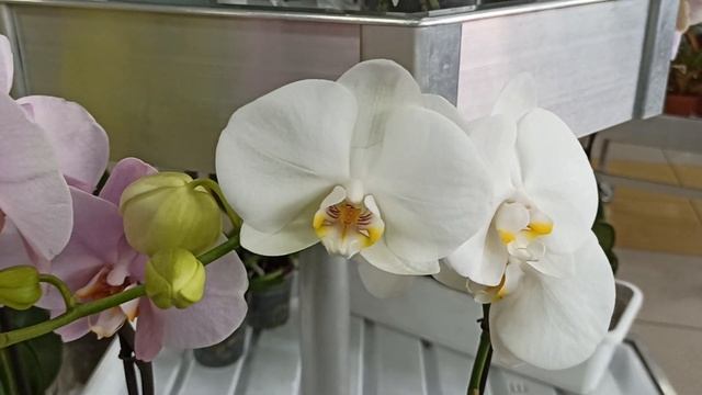 Волшебные, сказочные орхидеи в Соцветии Барнаул! смотреть онлайн