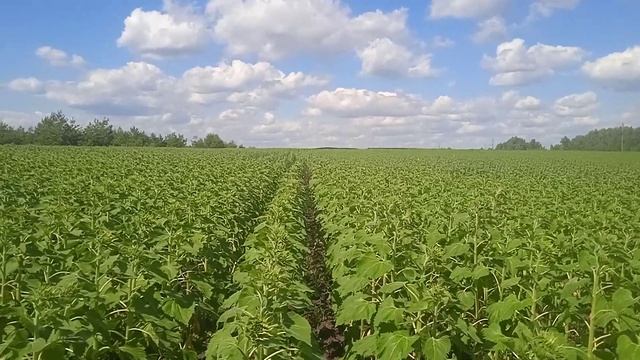 Пахать или дисковать под подсолнечник? смотреть онлайн