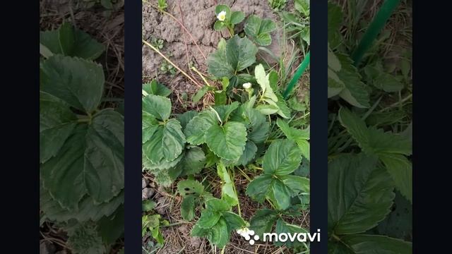 "ЕЛИЗАВЕТА 2"-РЕМОНТАНТНЫЙ СОРТ КЛУБНИКИ, ВТОРОЕ ЦВЕТЕНИЕ ! смотреть онлайн