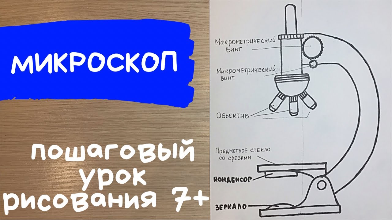 Микроскоп рисунок. Микроскоп рисунок с подписями. Как нарисовать микроскоп схема. Карандаши и краски смотреть онлайн