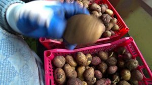 Про семенную картошку