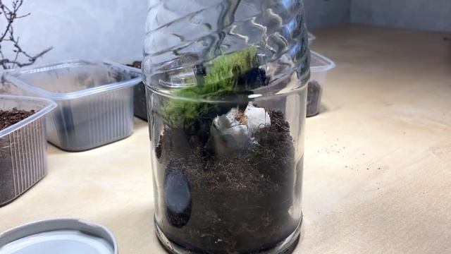 Делаю террариум за 0₽ VS террариум за 500₽. Как сделать мини террариум в банке? \\ Димон и Пумба смотреть онлайн