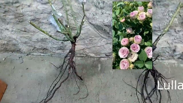 Розпаковка посилки з трояндами від "ЦвітСад" (осінь 2022). Сорти Lullaby, Dolcetto, Caraluna й ін. смотреть онлайн