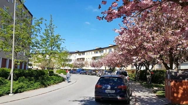 Деревья-цветы у дома. Самый прекрасный солнечный день. Всем мира и добра!! смотреть онлайн