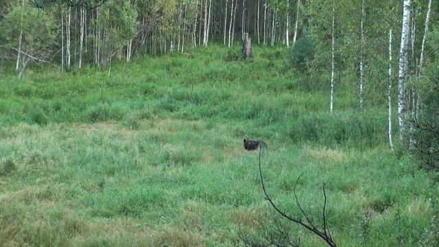 Охота на медведя на овсах. Что могло напугать медведя??? смотреть онлайн