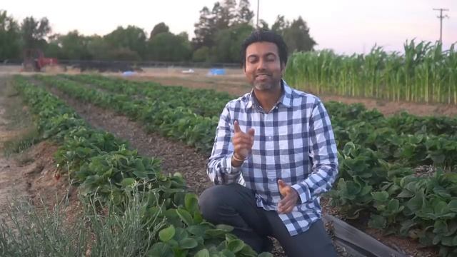 7 Tips to Grow a Lot of Strawberries смотреть онлайн