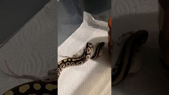 Бросок смотреть онлайн