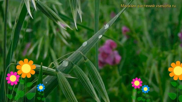 Смесь сидератов Вико-ржаная. Краткий обзор, описание характеристик, где купить семена смотреть онлайн