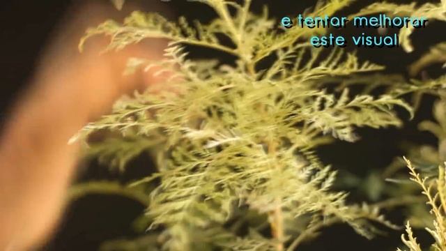 Floresta (Grevíllea robusta) смотреть онлайн