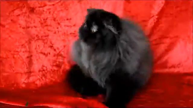 MIRO' Black Opium смотреть онлайн