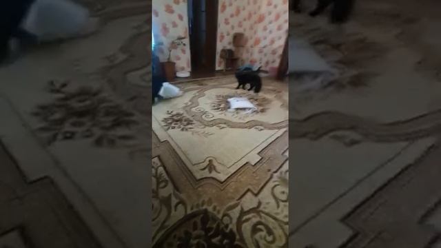 Юань. Друзья навек! Щенок китайской хохлатой смотреть онлайн