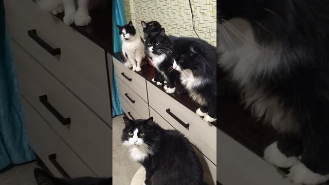 Люди добрые помогите пожалуйста собрать на корм или кормам пропадаем ! 🙏🙏🙏 смотреть онлайн