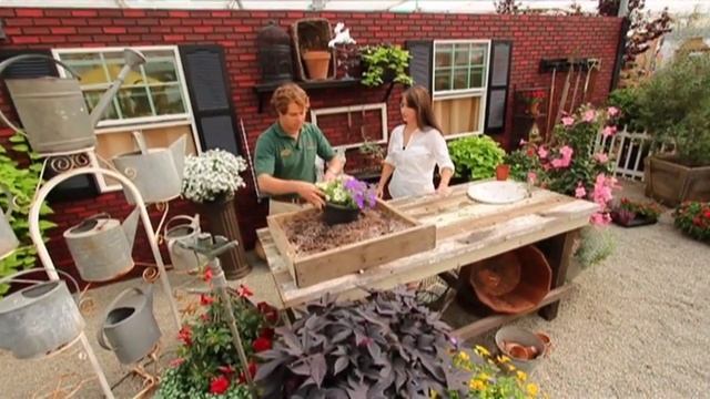 How to Plant your Surfinia Petunias смотреть онлайн