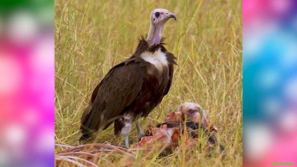 Персонажи Оазис Оскара в Реальной Жизни! Детям про животных!
