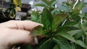 Как будет зимовать моя ампельная гортензия Сбежавшая невеста(Runaway Bride) и Френч болеро.