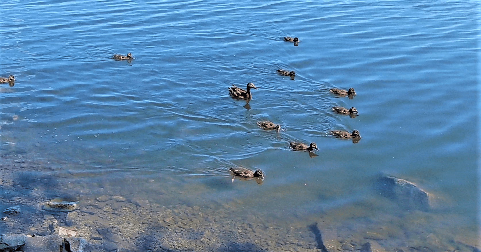 Бесстрашные и забавные утята. Как они быстро растут! смотреть онлайн