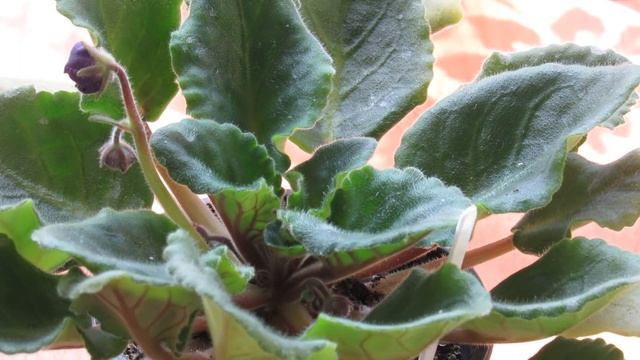 ФИАЛКА ЗАЦВЕЛА ПОД ЛИСТАМИ. КОРОТКИЕ ЦВЕТОНОСЫ. смотреть онлайн