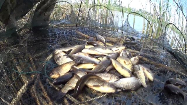 Ловушка для рыбы / Ловля рыбы на раколовку