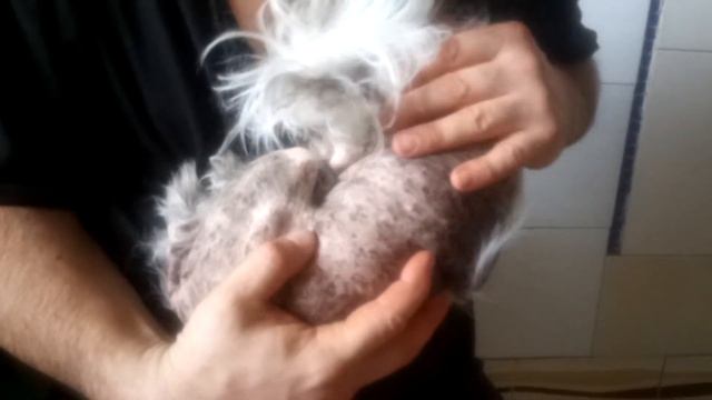 Где болит у собачки Рокси? смотреть онлайн