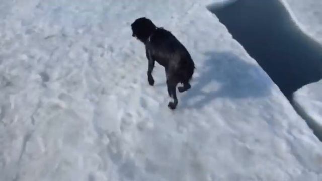 Льдины в море Одессы и пёс-морж смотреть онлайн