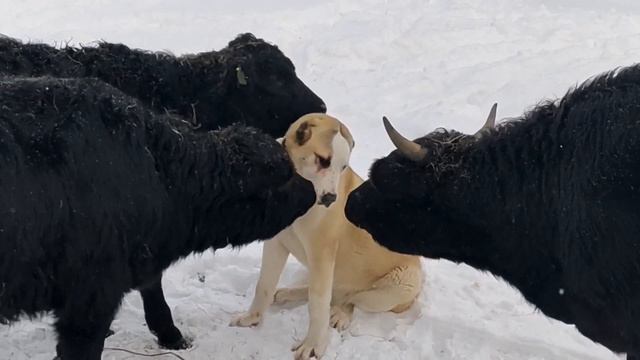 добрые Галловеи 😊 порода для северных широт смотреть онлайн