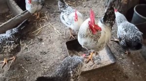 ОПИСАНИЕ И ПРОДУКТИВНОСТЬ КУР ПОРОДЫ БОРКОВСКАЯ БАРВИСТАЯ.