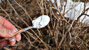 Сыпьте под смородину весной по 2 ложки! Размер и сладость ягод вас удивит! Подкормка крахмалом!