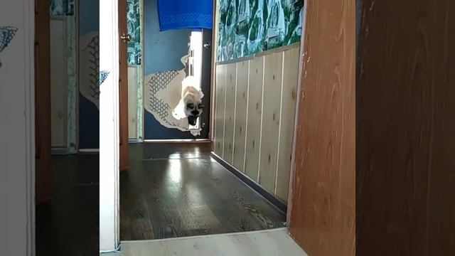 Сожрал дверь! Американская Акита.И все равно люблю! смотреть онлайн