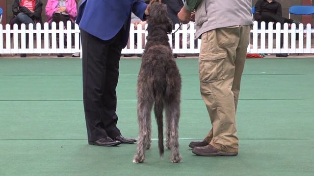 Welsh Kennel Club Hound group 2012 смотреть онлайн