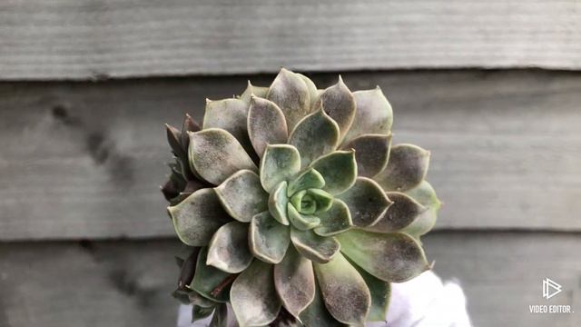 Echeveria Roman смотреть онлайн