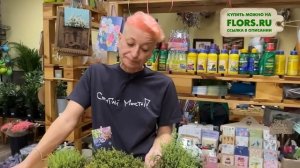 Тимьян или чабрец лимоннопахнущий. Тимьян на подоконнике