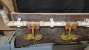 ниппельные поилки,как избавиться от сырости на полу  у птицы