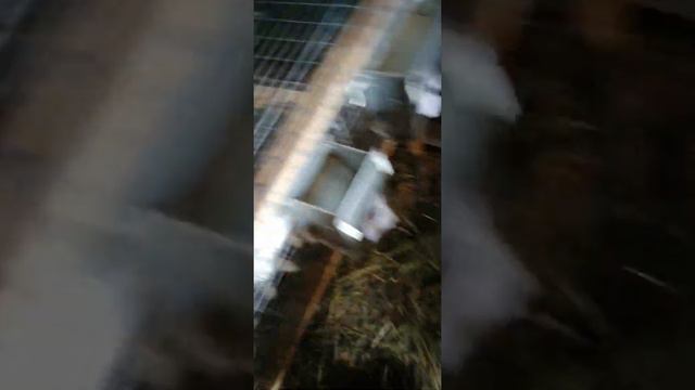 Покрывают крольчиху смотреть онлайн